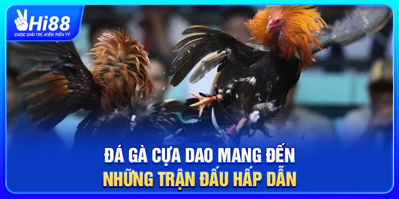 Đá gà cựa dao mang đến những trận đấu hấp dẫn