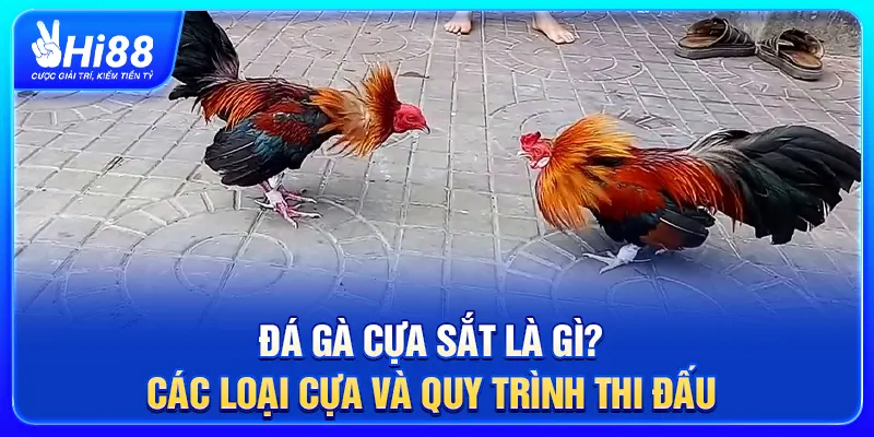 Đá Gà Cựa Sắt Là Gì? Các Loại Cựa Và Quy Trình Thi Đấu