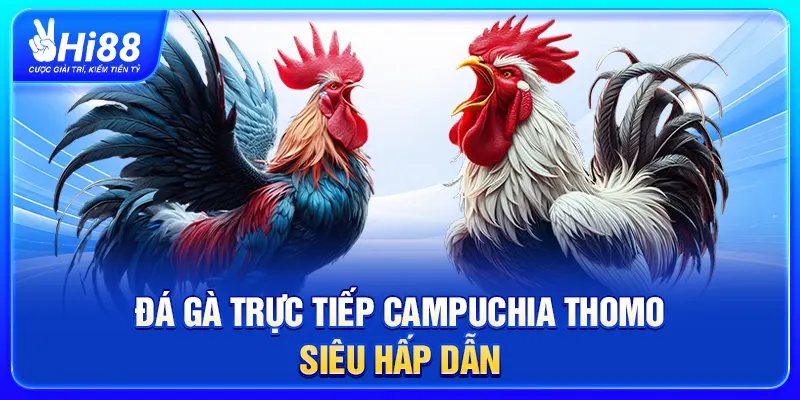 Đá Gà Trực Tiếp Campuchia Thomo Siêu Hấp Dẫn