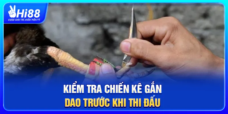 Kiểm tra chiến kê gắn dao trước khi thi đấu