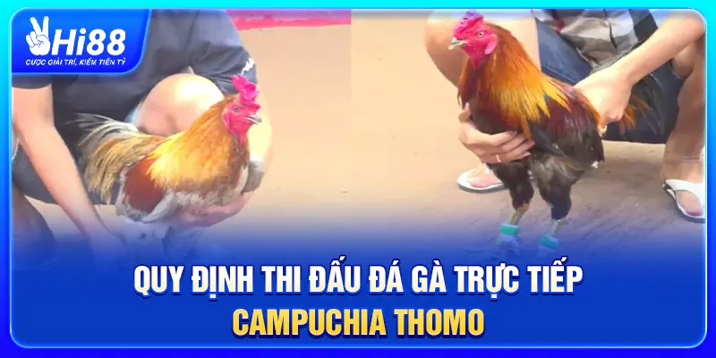 Quy định thi đấu đá gà trực tiếp Campuchia Thomo