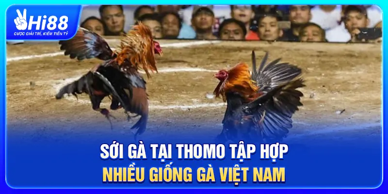 Sới gà tại Thomo tập hợp nhiều giống gà Việt Nam