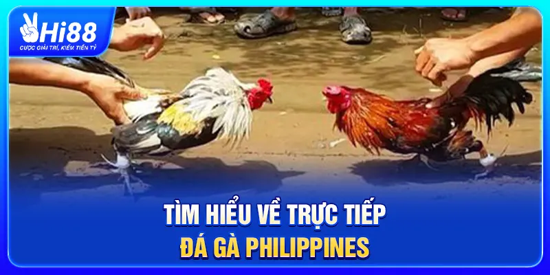 Tìm hiểu về trực tiếp đá gà Philippines